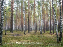 Лекция 13 Воспроизводство лесов