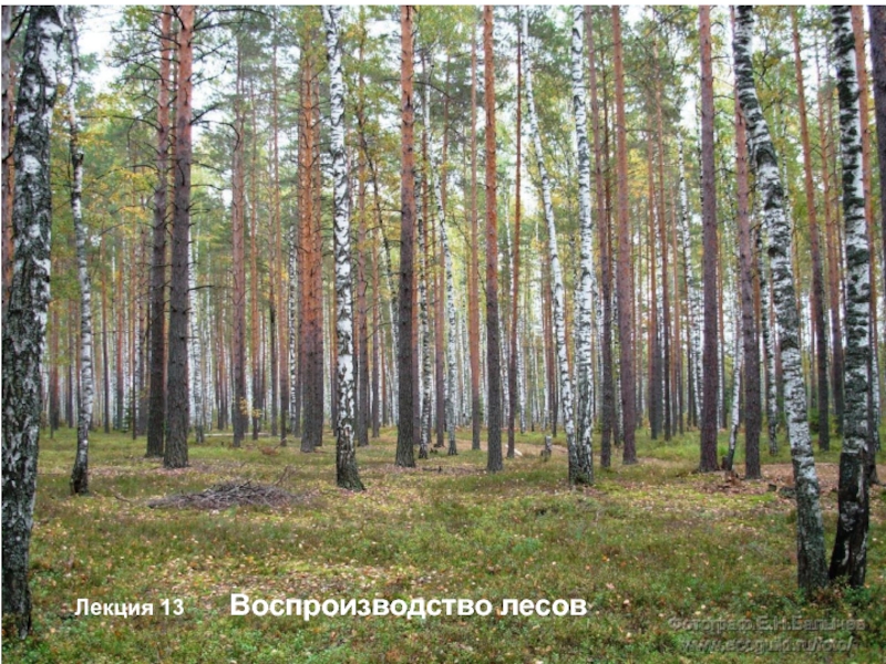 Презентация Лекция 13 Воспроизводство лесов