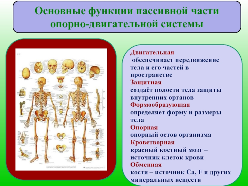 Функции опорно двигательной системы. Функции пассивной части опорно-двигательной системы. Функции опорно-двигательной системы 8 класс биология. Опорно-двигательная система состав строение и рост костей. Функция опнорно двига ельноц системы.