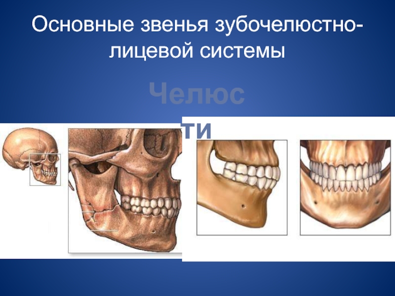 Основы клинической гнатологии биомеханика зубочелюстно лицевой системы презентация