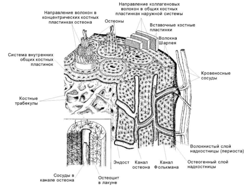 Костная ткань схема