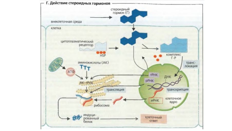 Эндокринная регуляция презентация 8 класс