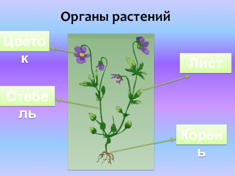 Органы стебель корень лист. Органы растений. Цветок орган растения. Цветоножка горчицы полевой. Органы растений 5 класс.