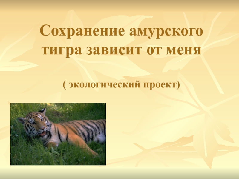 Сохранение амурского тигра