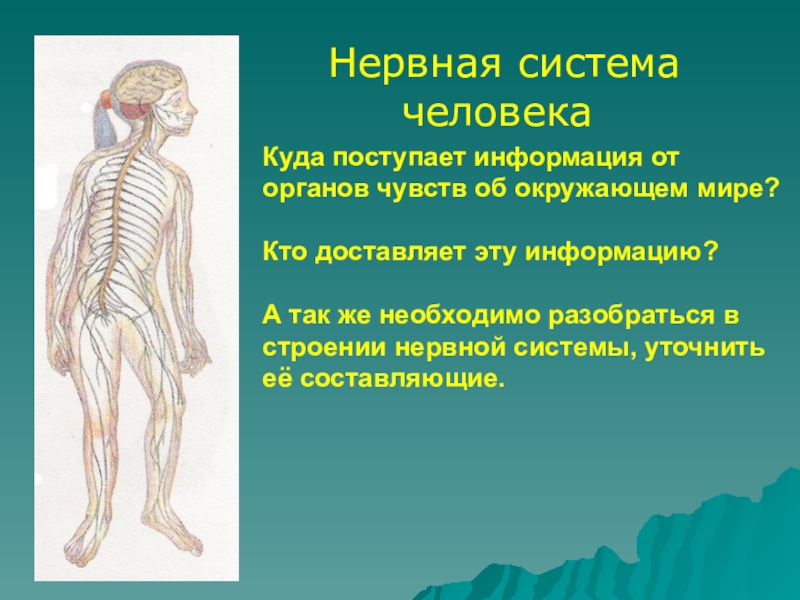 Окружающий мир 3 класс нервная система человека. Нервная система человека 4 класс. Нервная система человека 3 класс. Сообщение о нервной системе. Нервная система человека 4 класс окружающий мир.