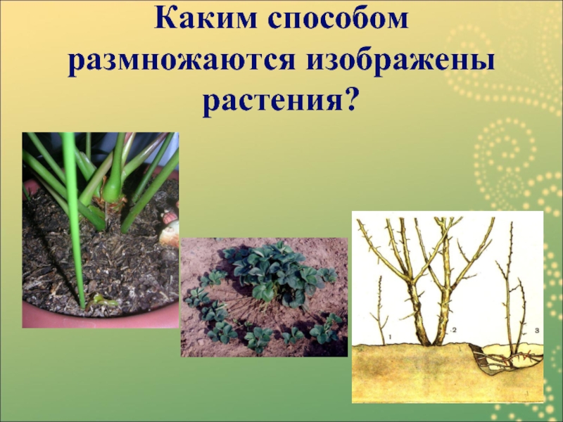 Каким способом размножаются изображены растения?