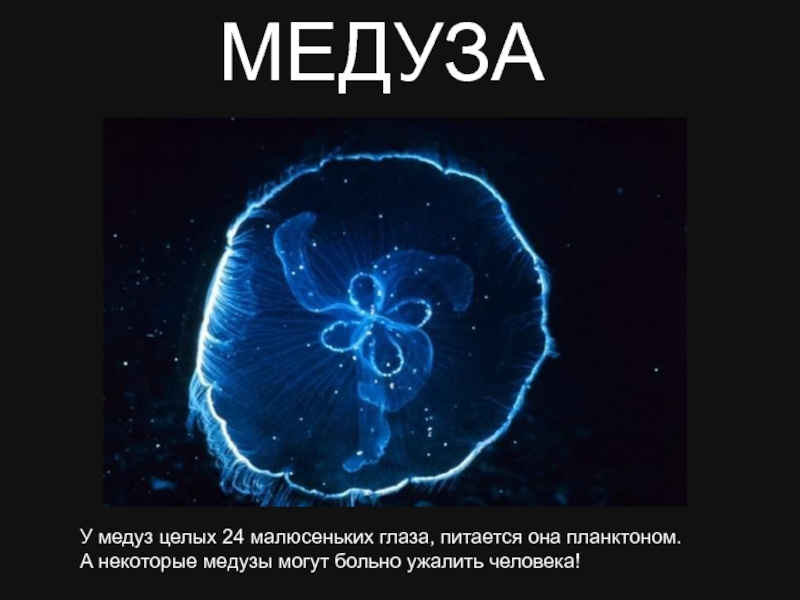У медузы есть мозги. Мозг медузы. Глаза медузы. Где глаза у медузы. Медуза питается планктоном.