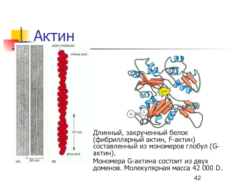 Доменный белок. Функции актина биохимия. Доменная структура белка актина. Биохимия мышечной ткани биохимия. Что состоит из белка актина.