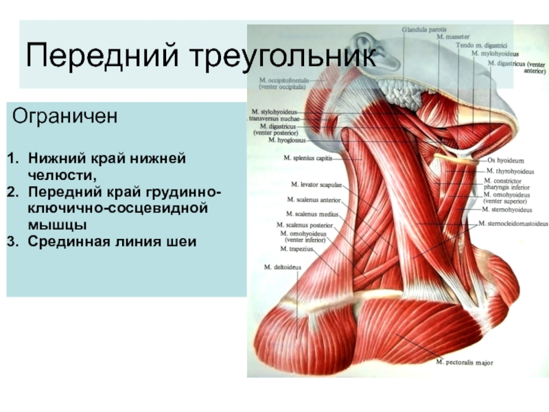 Ключичная мышца. Грудино-ключично-сосцевидная мышца анатомия. Грудино-ключично-сосцевидная артерия. Грудинокличичнососцевидная артерия. Ветви грудино ключично сосцевидной артерии.