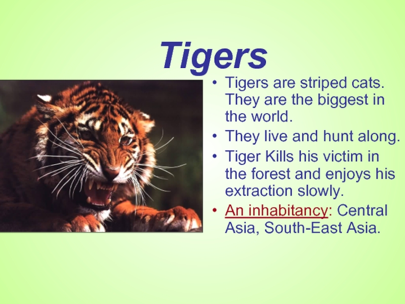 Tigers Tigers are striped cats. They are the biggest in the world.They live and hunt along.Tiger Kills