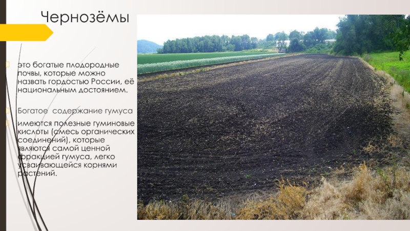 Чернозёмыэто богатые плодородные почвы, которые можно назвать гордостью России, её национальным достоянием. Богатое содержание гумуса имеются полезные