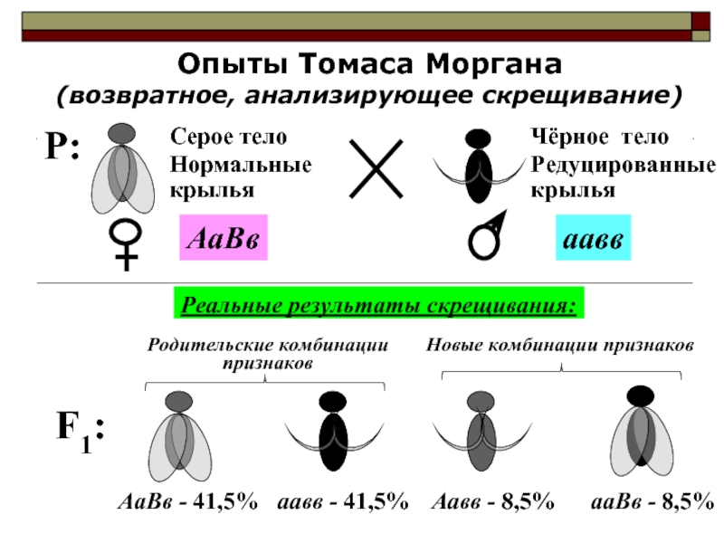 Возвратное скрещивание схема