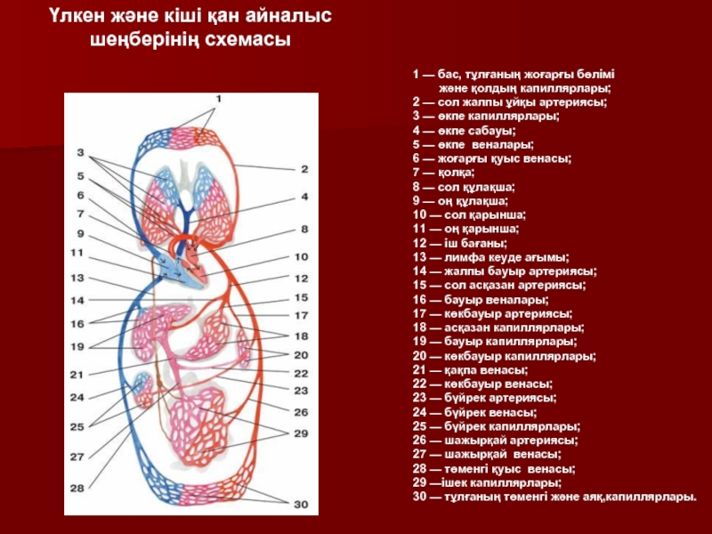 Жүрек құрылысы презентация