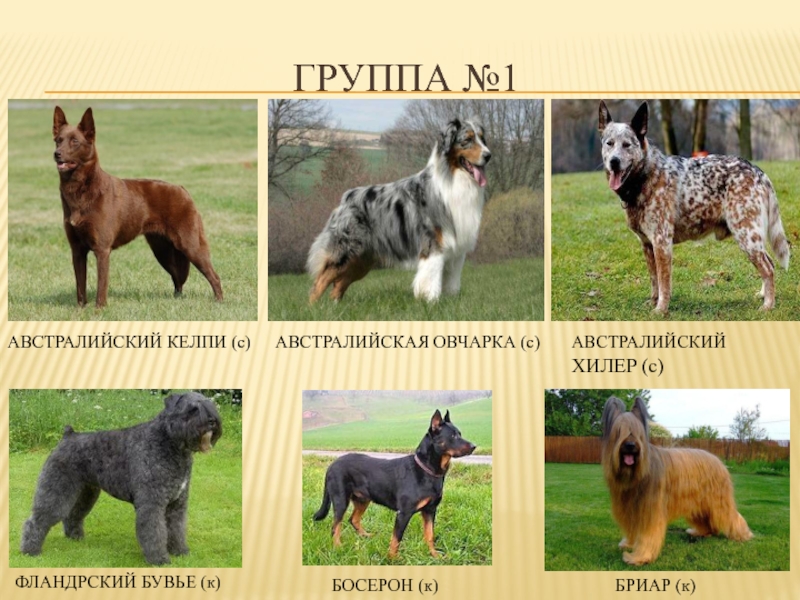 Виды овчарок с фотографиями и названиями на русском