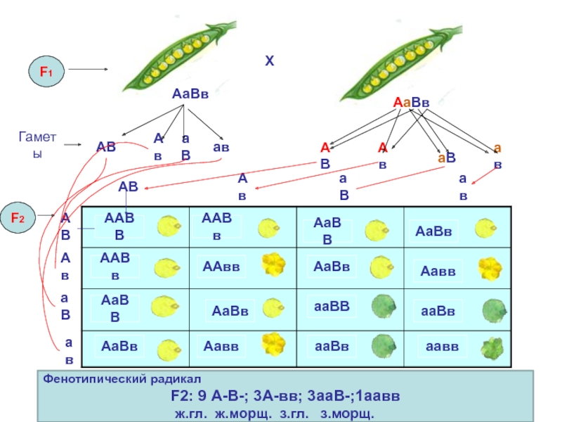 One c o b. ААВВ. ААВВ ААВВ. Гаметы ААВВ. Гаметы АВ B АВ.