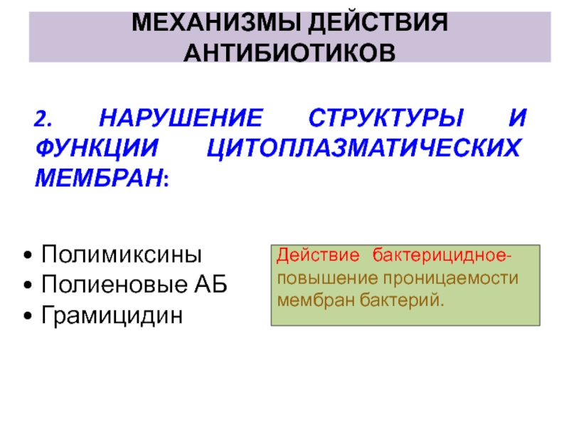 Действует в нарушение. Нарушение проницаемости цитоплазматической мембраны антибиотики. Антибиотики нарушающие функции цитоплазматической мембраны. Антибиотики нарушающие проницаемость цитоплазматической мембраны. Механизм действия антибиотиков.