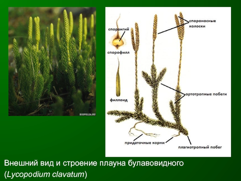 Строение и жизнедеятельность плаунов. Плаун булавовидный строение. Спороносный побег плауна. Спорофит плауна булавовидного. Побег плауна булавовидного.