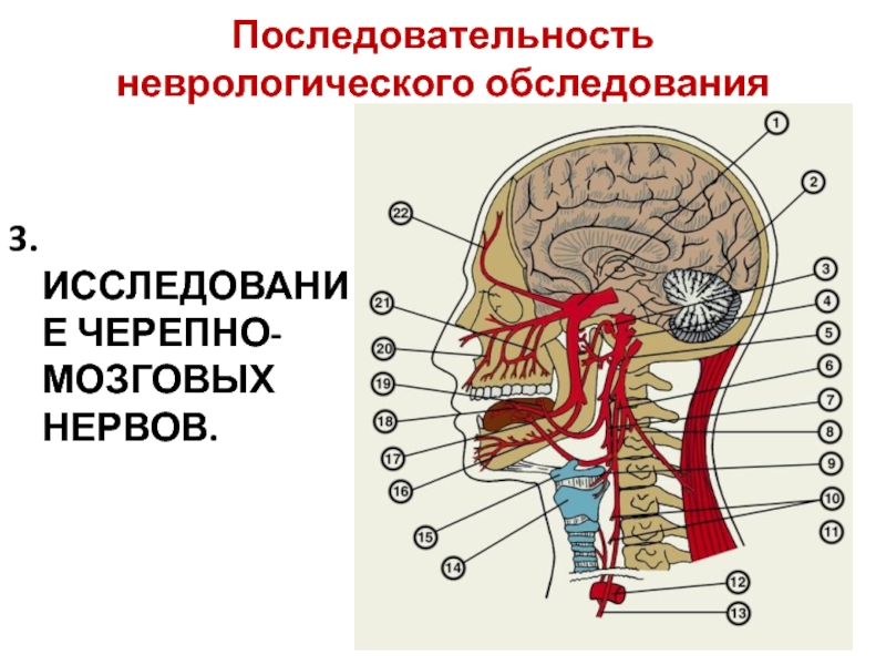 Исследование черепных нервов. Исследование черепно мозговых нервов. Неврологическое обследование черепно-мозговых нервов. Обследование черепных нервов неврологическое. Неврологический осмотр черепно мозговые нервы.