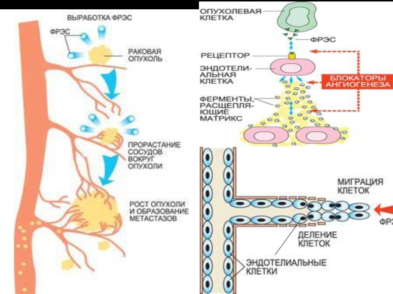 Реферат: Нормальный ангиогенез сосудов почки
