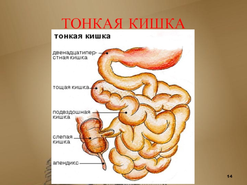 Тонкая кишка презентация