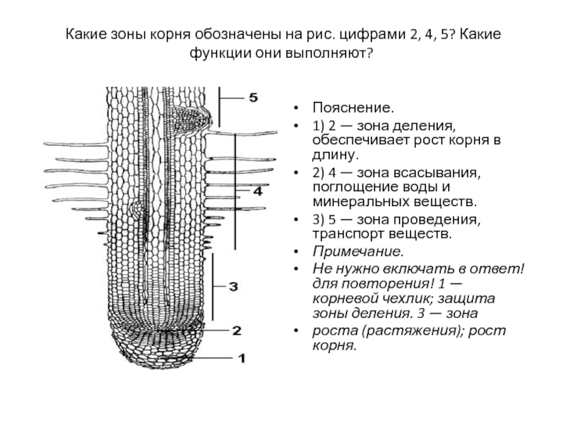 Корневая зона деления. Основные функции зон корня. Назвать структуры характерные для зоны всасывания корня. Подпишите зоны корня и их функции. Функции корневой зоны роста.