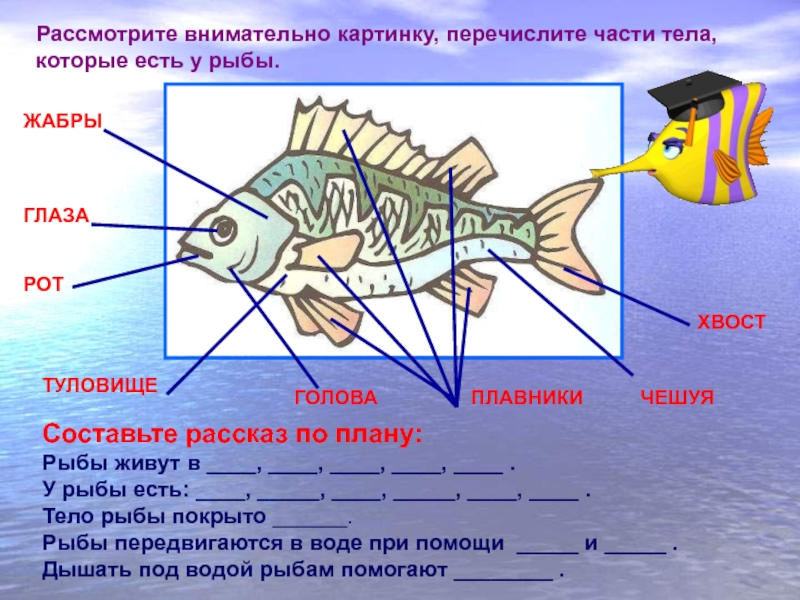 Видеоурок классы рыб. Схема рыбы. Строение рыбы для дошкольников. Части тела рыбы. Описание частей рыбы.