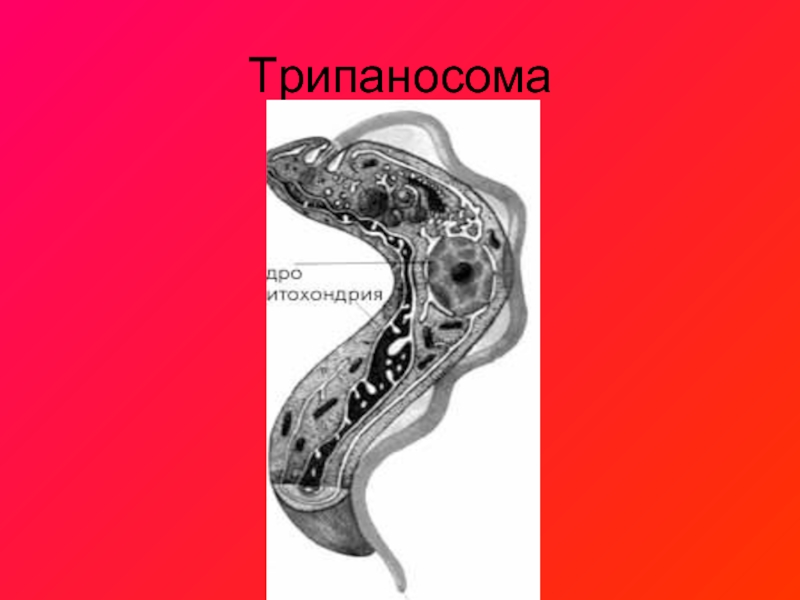 Трипаносома