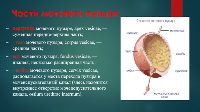 Мочевой пузырь выполняет функцию. Строение мочевого пузыря дно шейка. Анатомия мочевого пузыря дно верхушка. Мочевой пузырь дно верхушка. Мочевой пузырь анатомия верхушка тело дно.