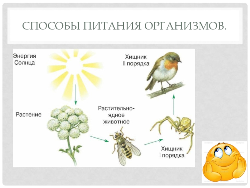 Способы питания организмов