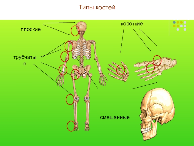 Скелет участвует в обмене. Скелет человека. Строение костей. Типы костей плоские трубчатые. Строение скелета биология.