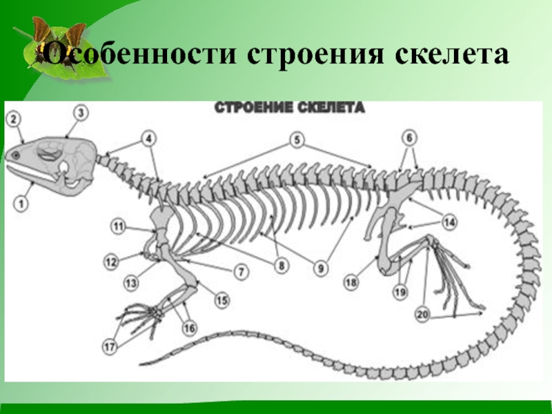 Особенности скелета ящерицы. Строение скелета крокодила схема. Скелет рептилий схема. Строение скелета ящерицы. Скелет ящерицы биология 7 класс.