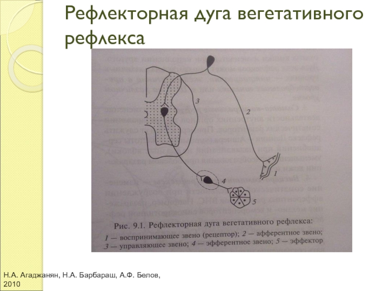 Рефлекторная дуга вегетативного рефлексаН.А. Агаджанян, Н.А. Барбараш, А.Ф. Белов, 2010