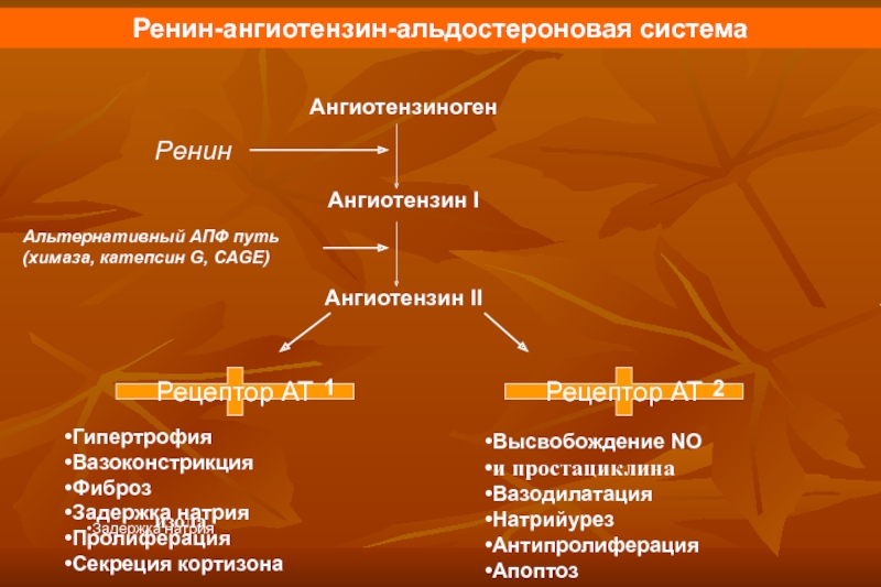 Ренин ангиотензин альдостероновая система презентация