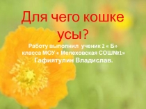 Для чего кошке усы?