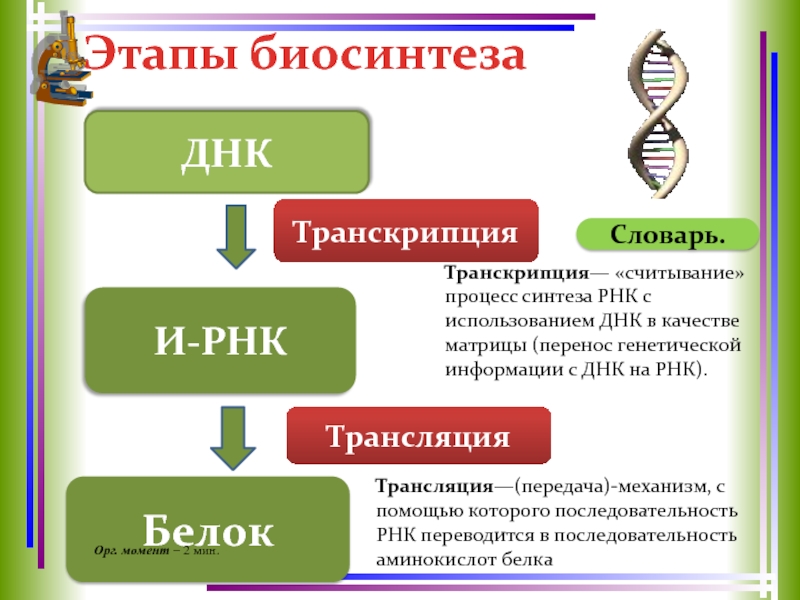 Этапы биосинтезаСловарь.И-РНКТранскрипция— «считывание» процесс синтеза РНК с использованием ДНК в качестве матрицы (перенос генетической информации с ДНК