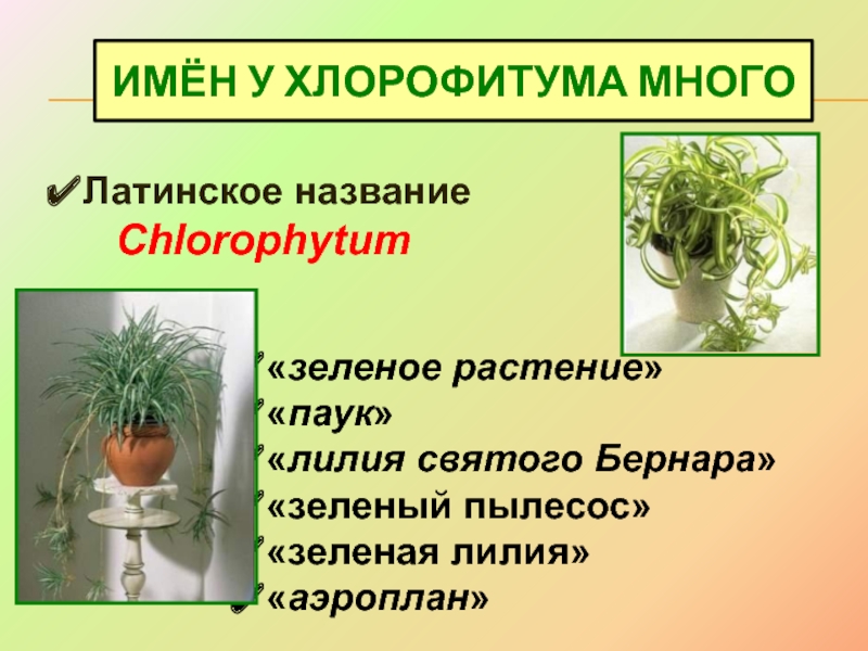 Лист хлорофитума до опыта и после опыта на рисунке