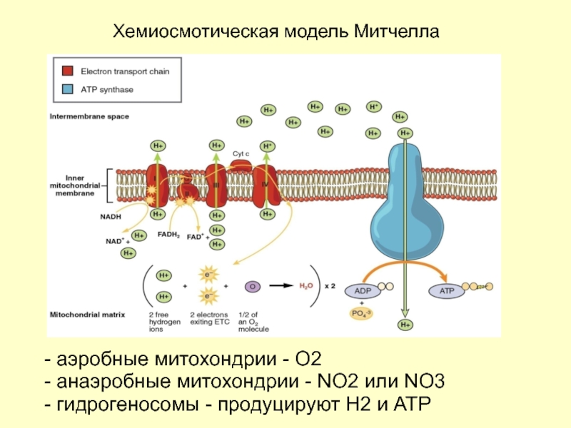 Хемиосмотическая теория митчелла схема