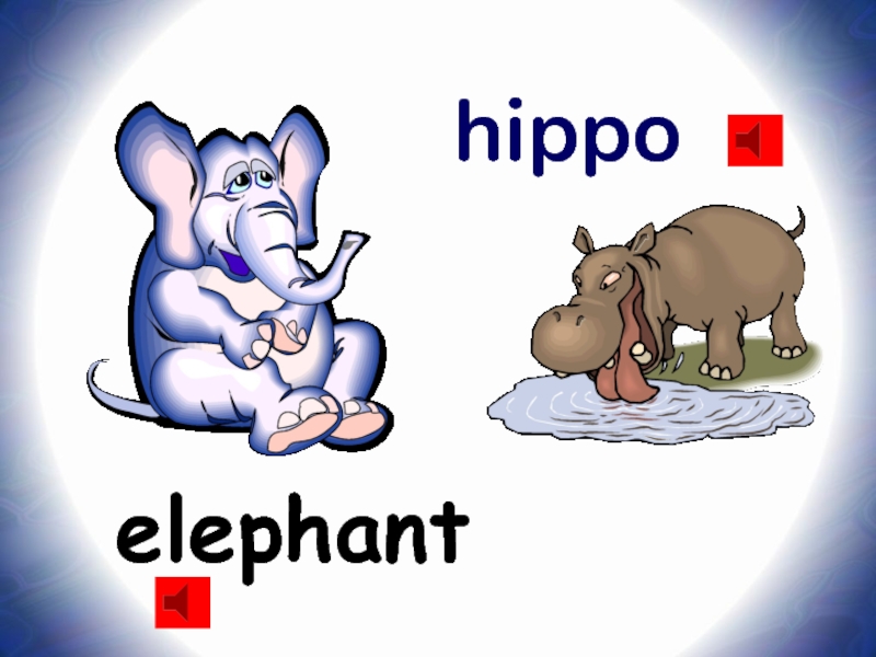 elephanthippo