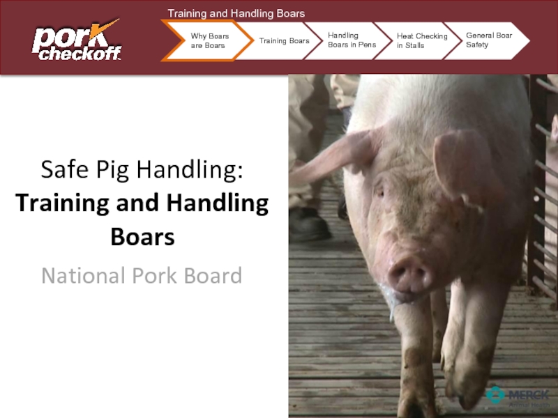 Презентация Safe Pig Handling: Training and Handling Boars
National Pork Board