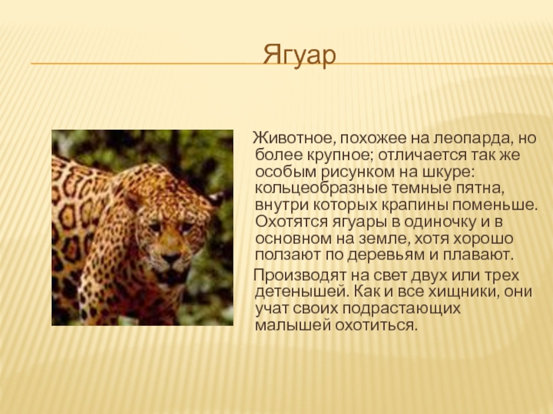 Ягуар        Животное, похожее на леопарда, но более крупное; отличается так