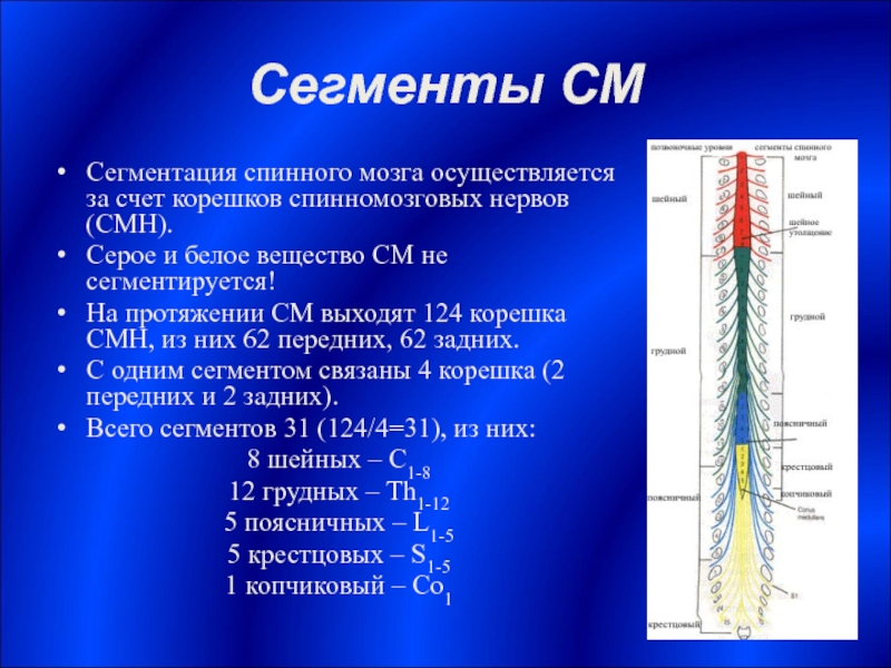 Функции передних корешков спинного мозга