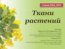 Ткани растений