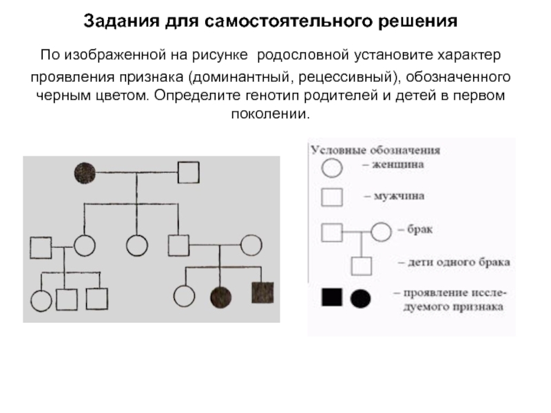 На изображенном рисунке родословной установите характер. Характер проявления признака доминантный или рецессивный. По изображенной на рисунке родословной. По изображенной на рисунке родословной установите. Задачи на генотипы родителей.