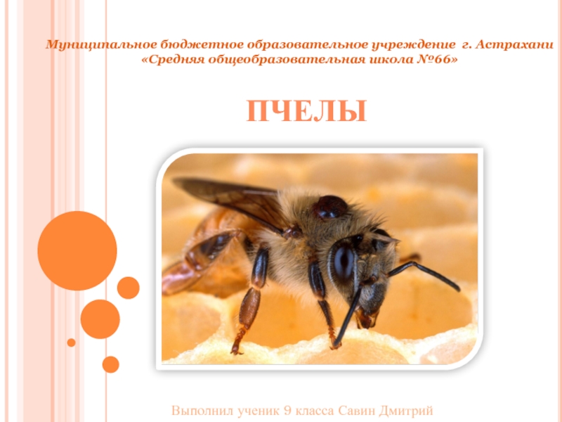 Презентация Ориентация пчёл во времени и пространстве