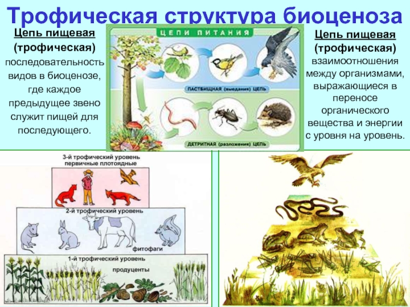 Видовая структура биоценоза презентация