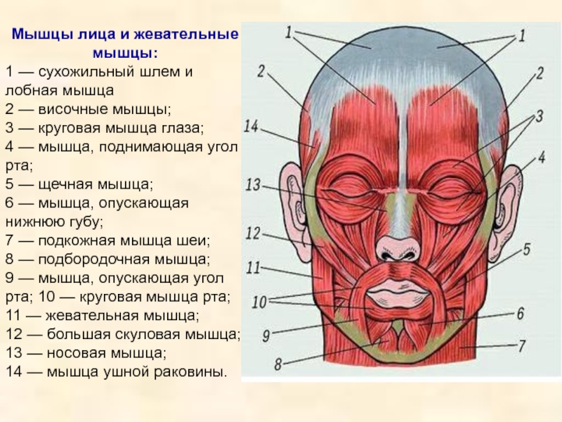 Лицевые мышцы человека подробная картинка для массажа лица