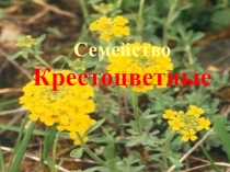 Семейство Крестоцветные