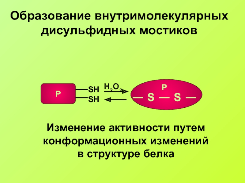 Образование кислорода. Образование дисульфидных мостиков. Приведите схему образования дисульфидного мостика. Внутримолекулярные превращения. Внутримолекулярные взаимодействия белка.