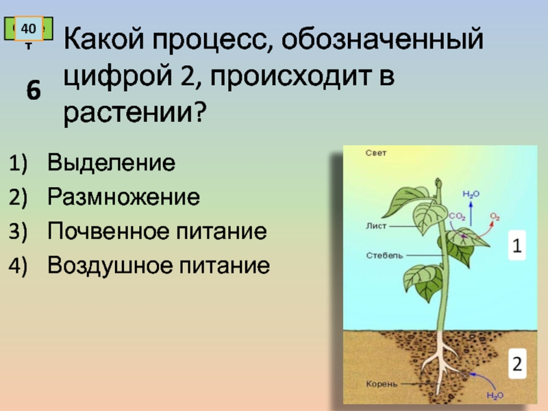 Как называется процесс когда растение растет. Почвенное питание растений 6 класс. Воздушное питание растений. Почвенное и воздушное питание. Какие процессы происходят в растениях.