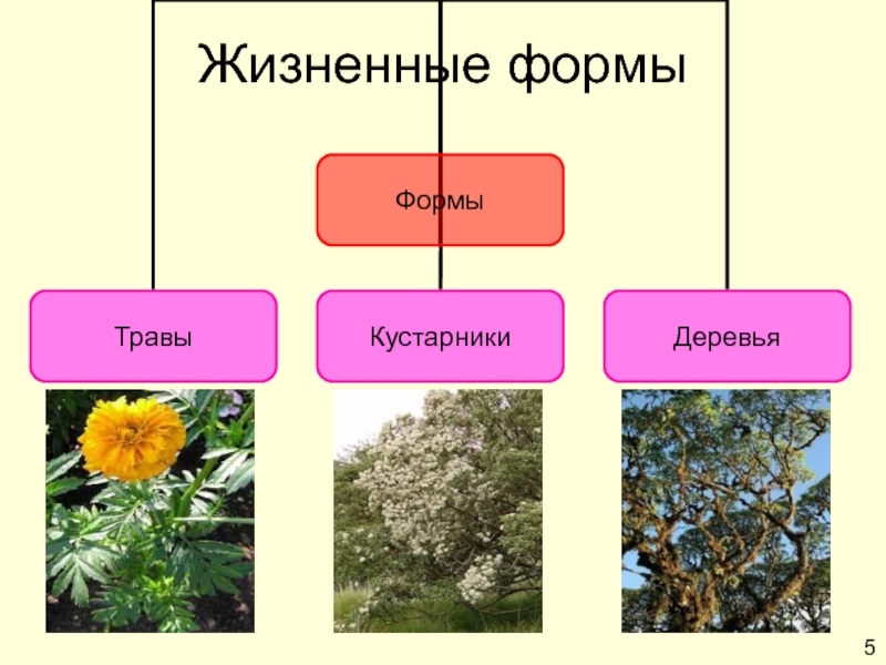 Жизненная форма это комплекс. Астровые жизненные формы. Семейство Сложноцветные жизненные формы. Жизненная форма сложноцветных растений. Жизненные формы растений и животных.